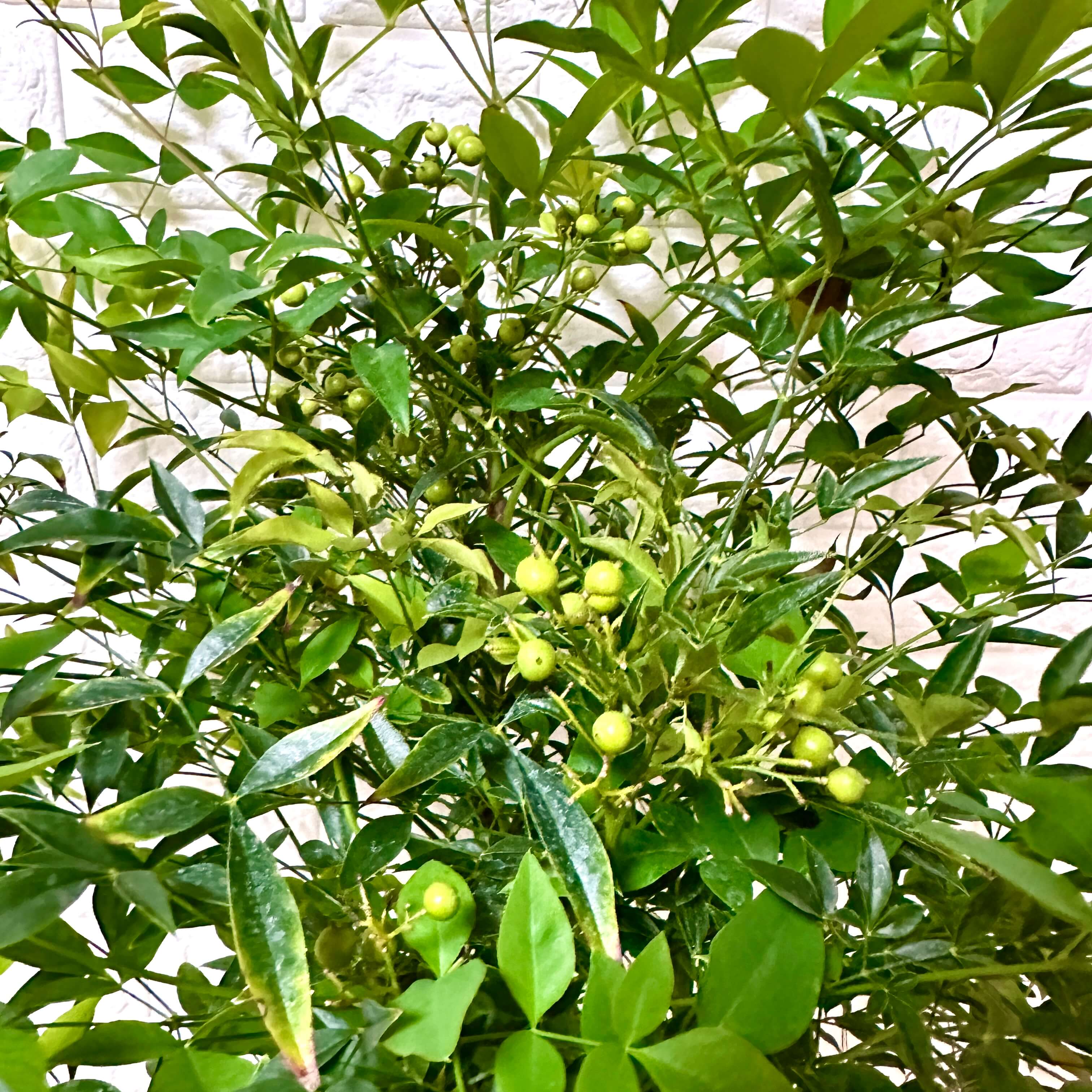 남천 나무 키우기