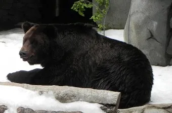 우수리 불곰 특징 성격 서식지_7