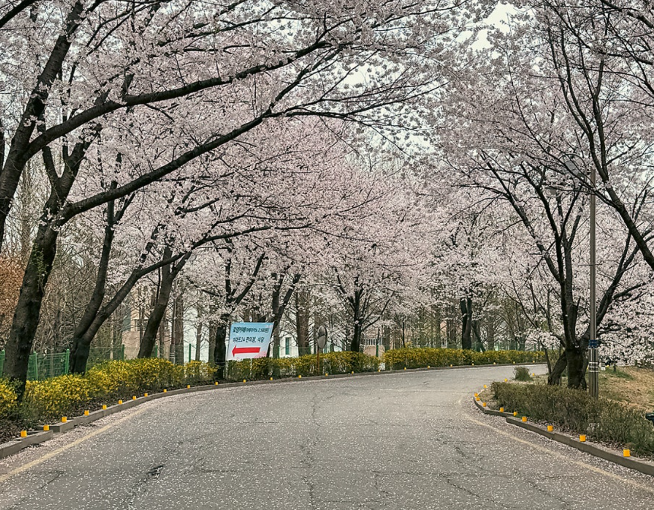 파주 숨은 벚꽃 명소 벚꽃 여행지