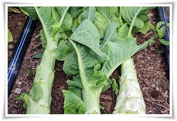 텃밭 "궁채(줄기상추)" 황제가 사랑한 채소, 건강과 맛을 다 잡는 비법!