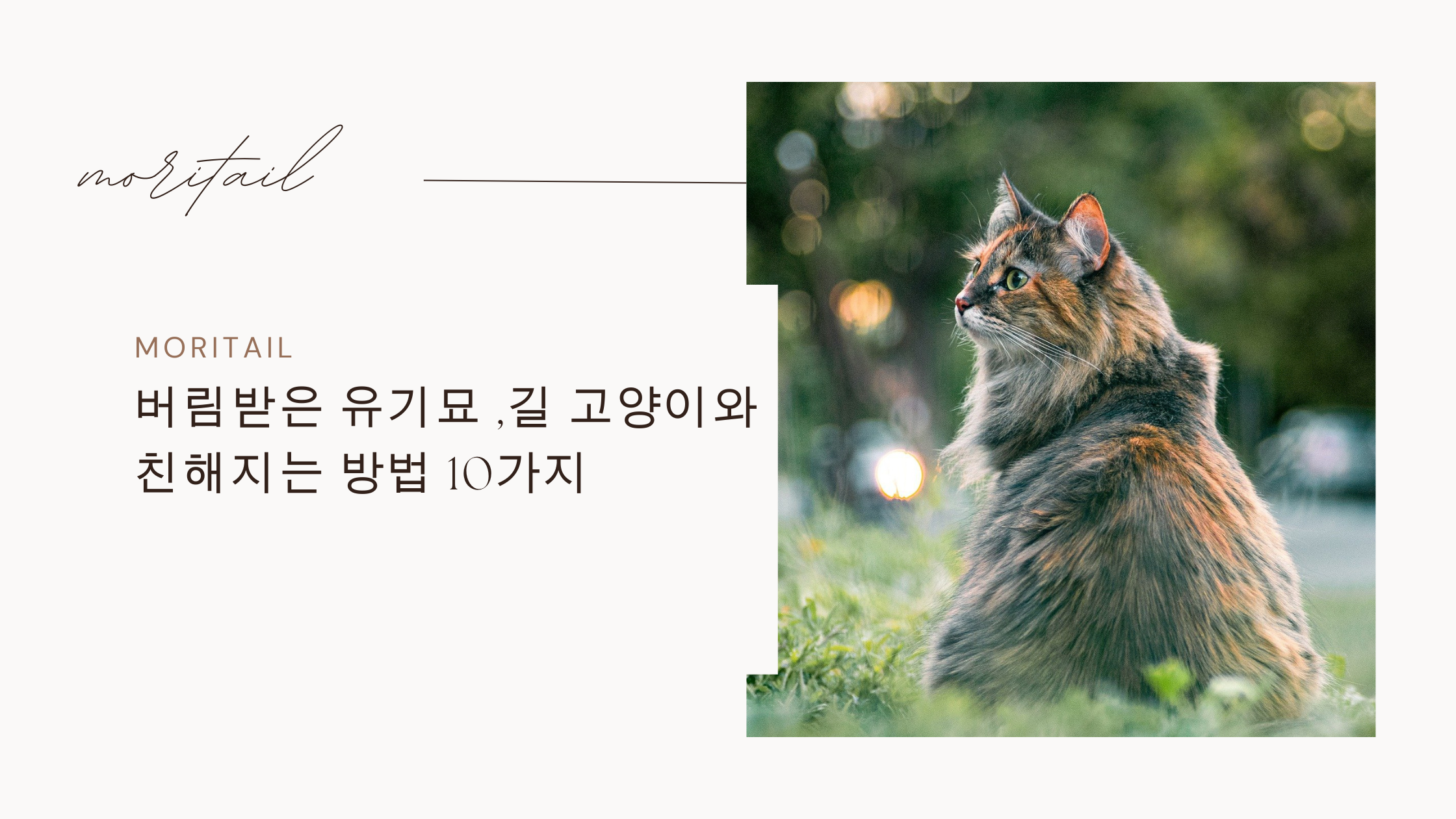 버림받은 유기묘 ,길 고양이와 친해지는 방법 10가지