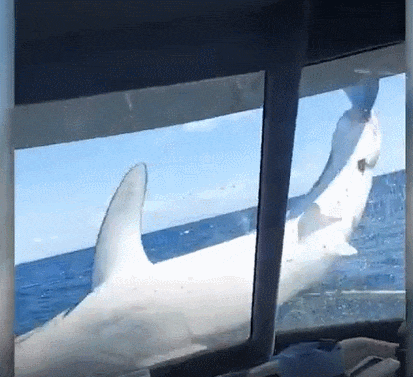 거대한 상어가 보트로 뛰어들다 VIDEO: Huge shark leaps out of water onto boat in New Zealand