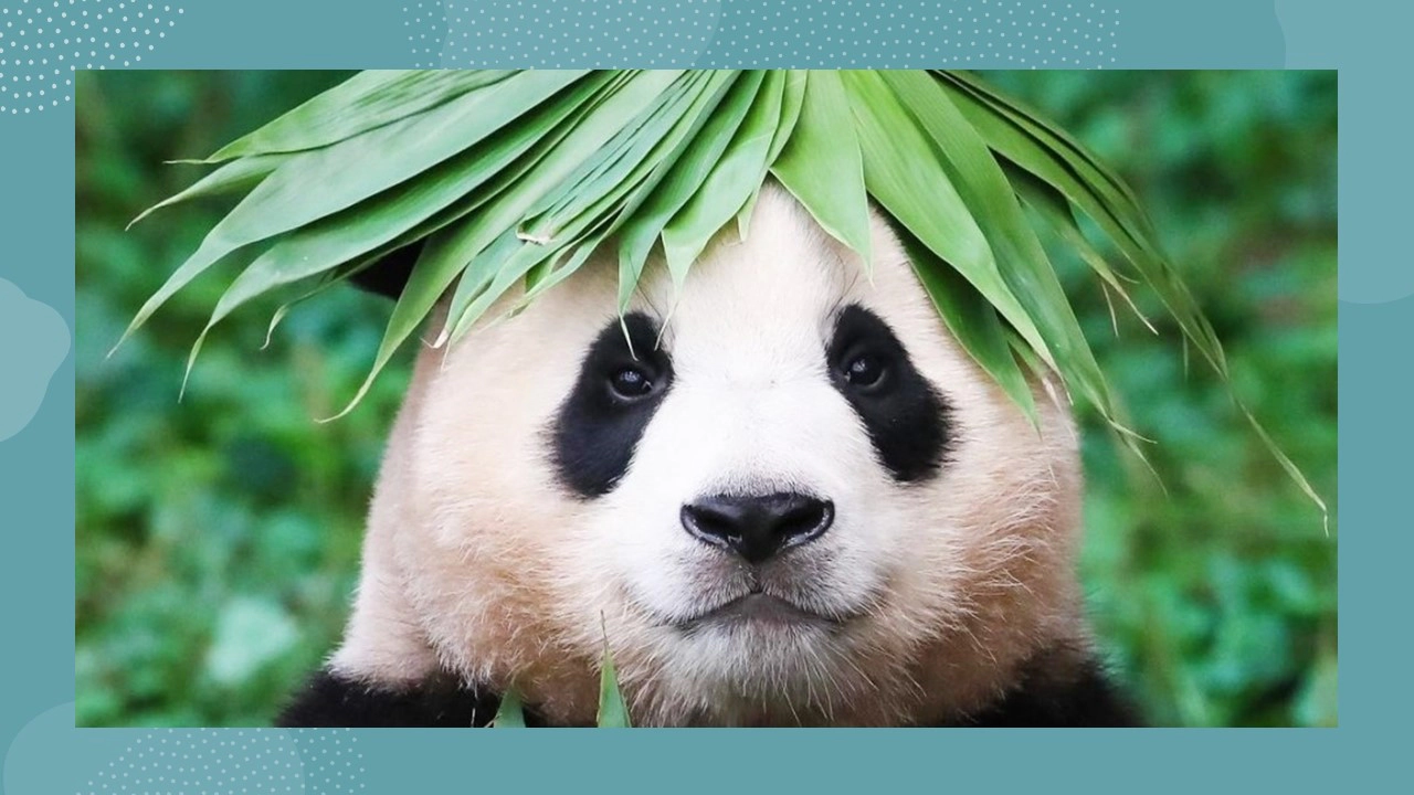 장난꾸러기 푸바오(출처-공식 홈페이지)