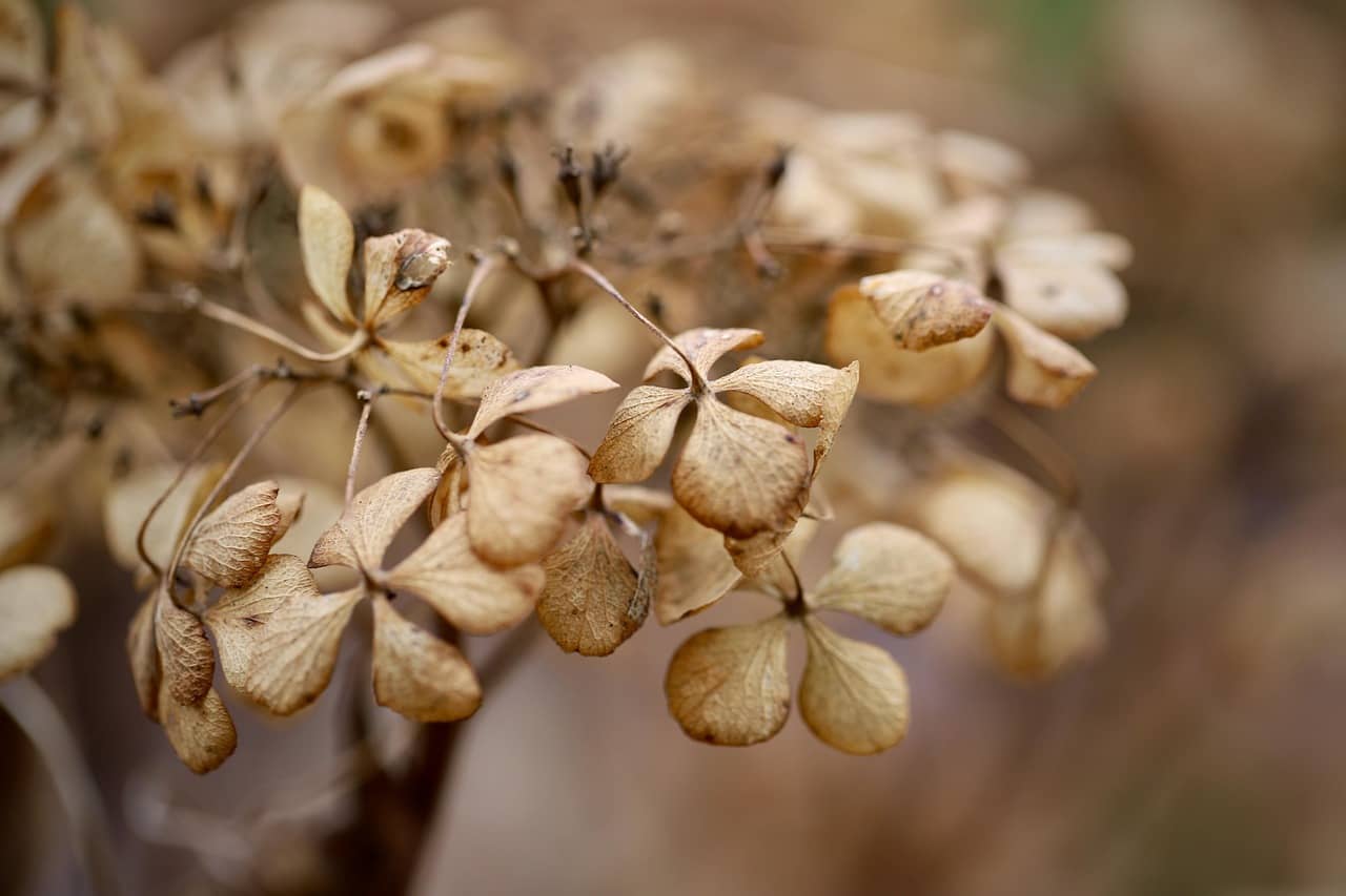 시든 식물 살리는 방법 – 실내 식물 응급 처치 가이드