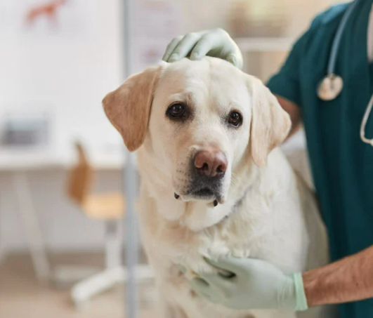 강아지 치매 증상 보호자가 알아야 할 관리법 총정리