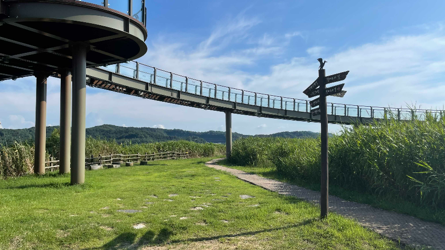 신성리 갈대밭