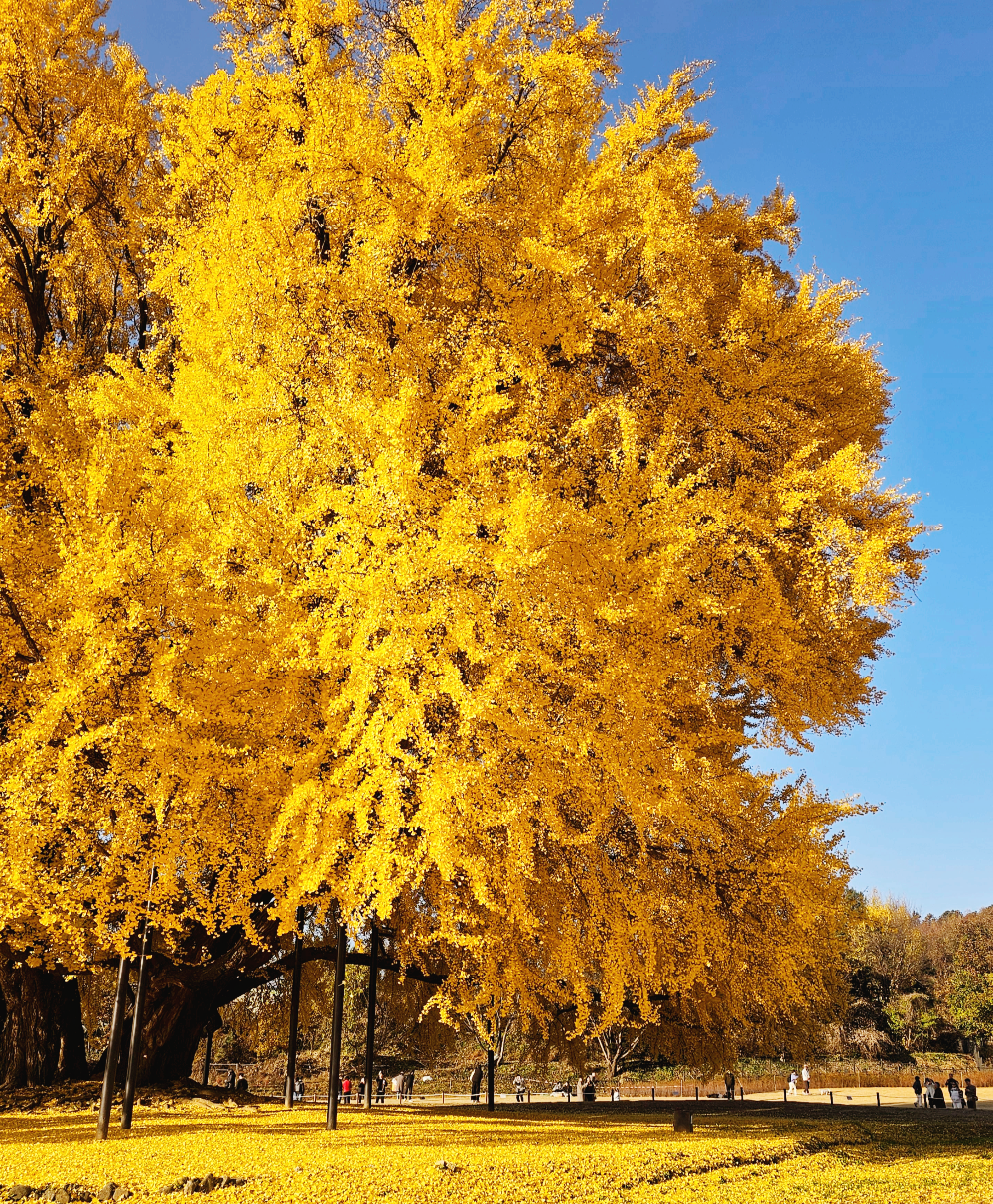 반계리-은행나무