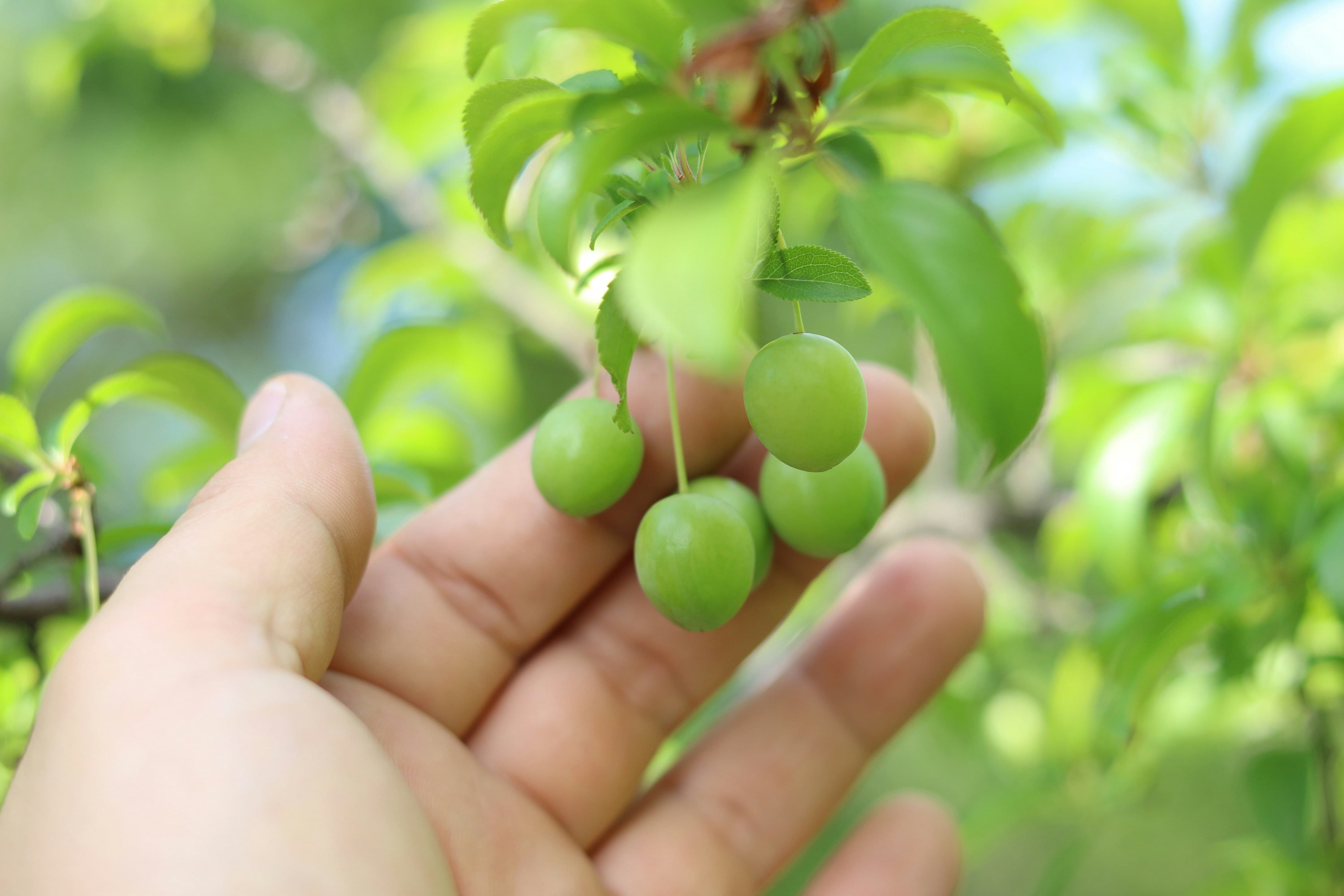 매실청 담그는 시기 담그는 방법 먹는 방법 활용법