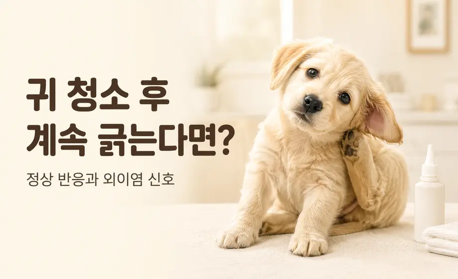 귀 청소 후 귀를 계속 긁는 강아지와 외이염 신호 안내
