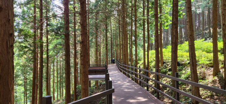 무등산 편백자연휴양림(화순) 편백숲 잘 조성된 데크길을 걷는 두사람