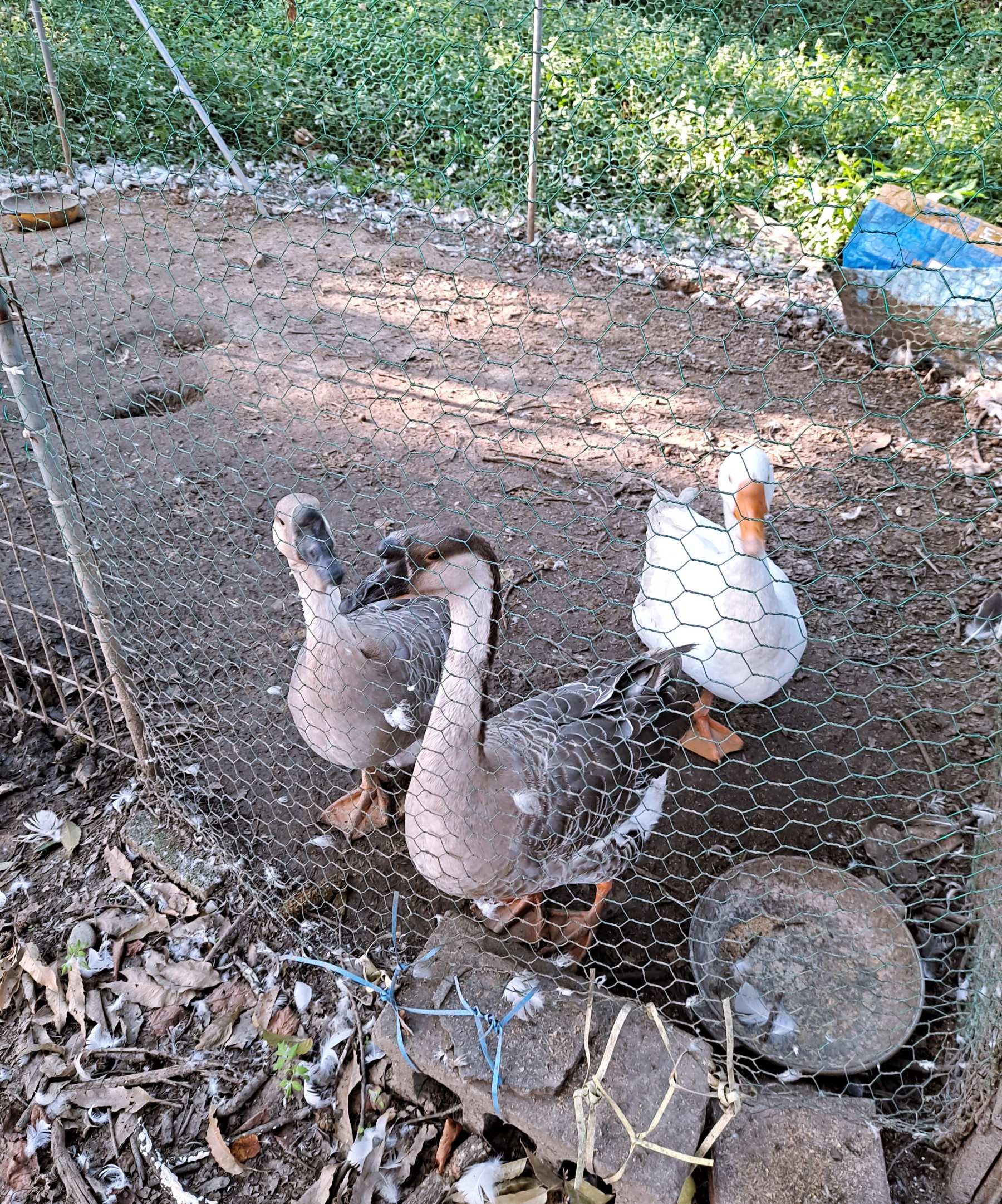 유리카페 거위들