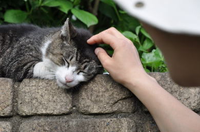 길고양이 들고양이.