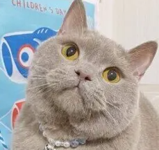 고양이 장선암