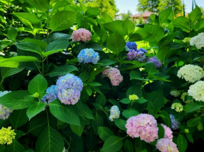 태안 청산수목원 여행지