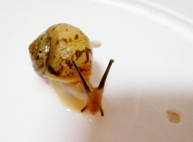 [명주 달팽이 키우기] 채집, 먹이, 사육환경, 산란