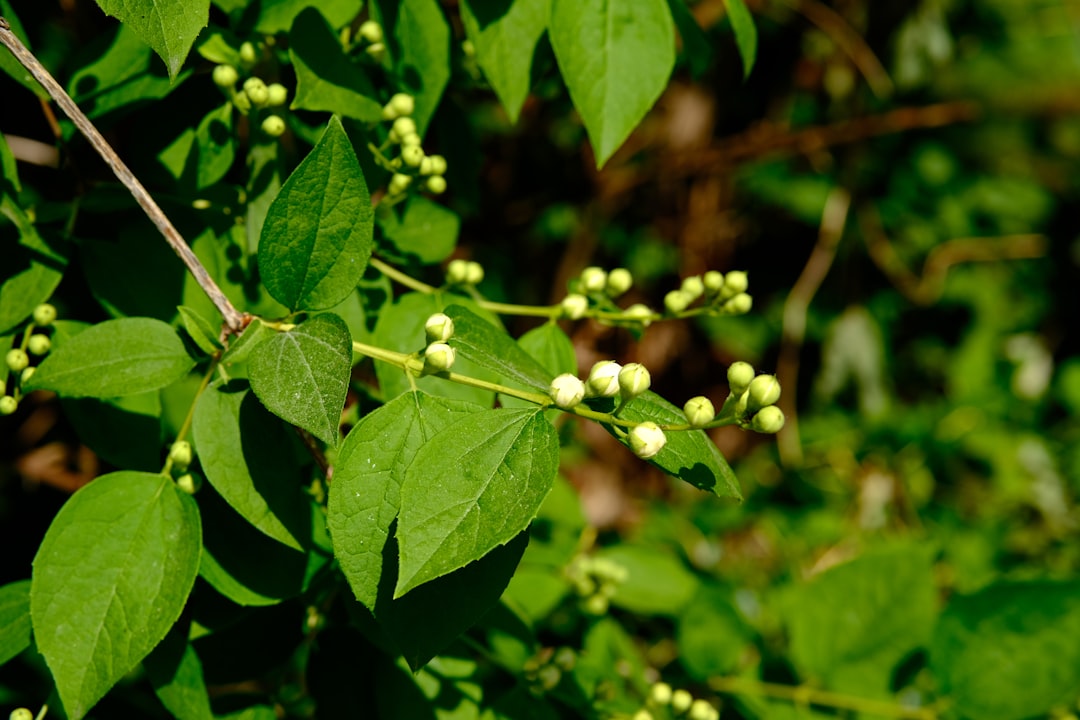 Berberine