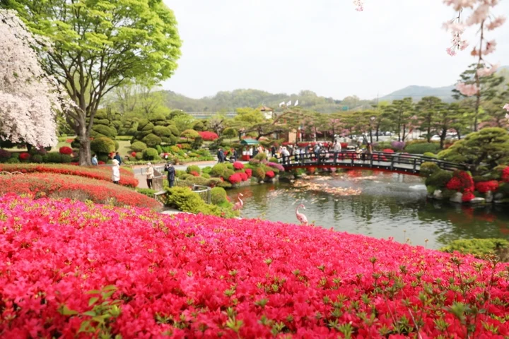 베어트리파크철쭉제