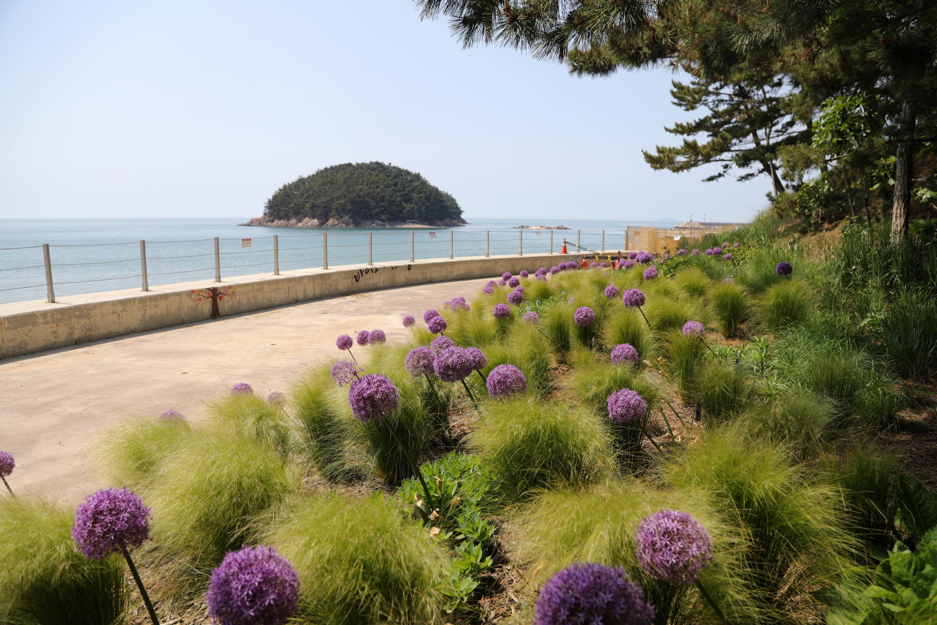 태안 천리포수목원 수국 명소 총정리! 개화시기부터 포토존까지