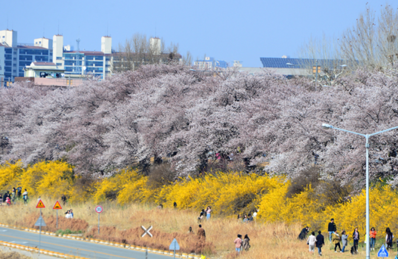 벚꽃 명소