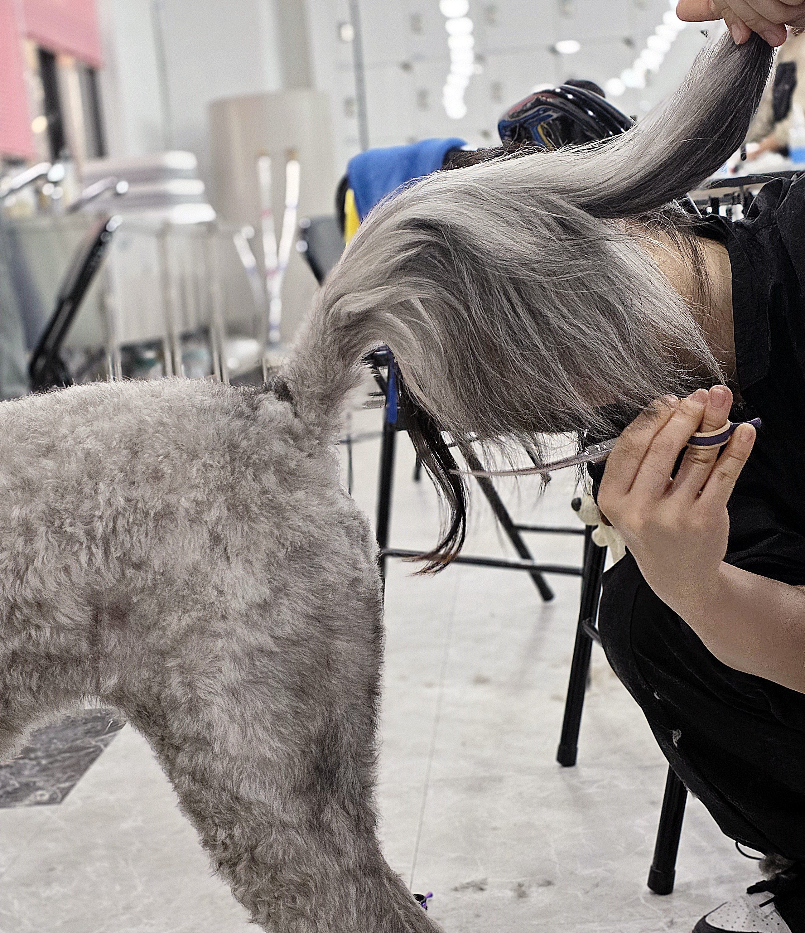 송파애견미용학원