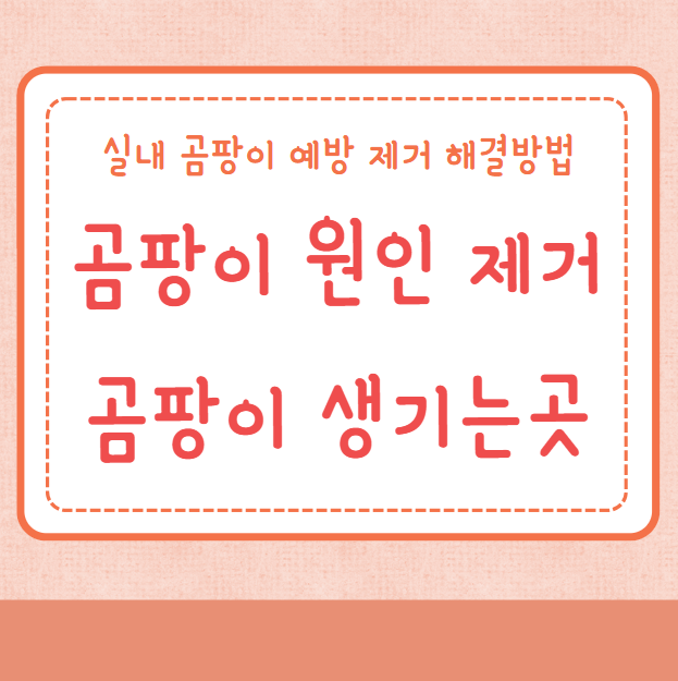 곰팡이 원인 곰팡이 생기는곳