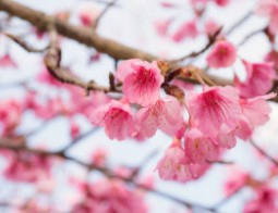 서울-벚꽃-개화시기-4