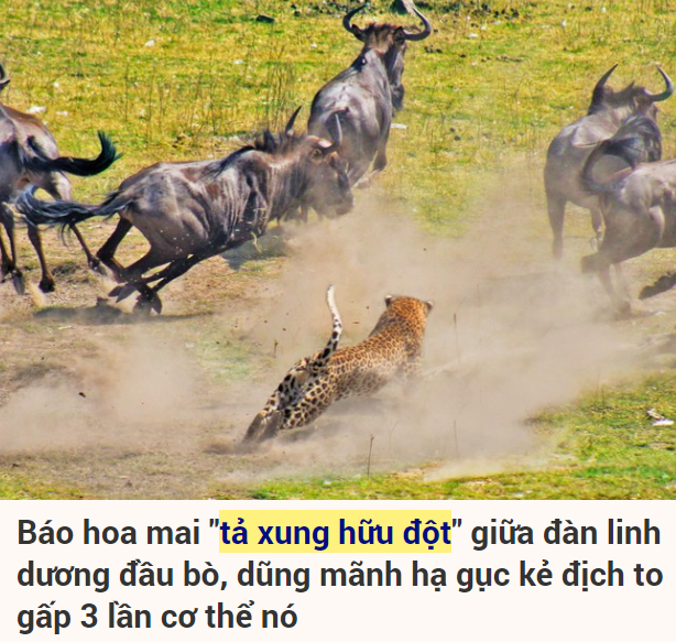 "따 쑹 흐우 돗"을 인용한 기사 캡처2