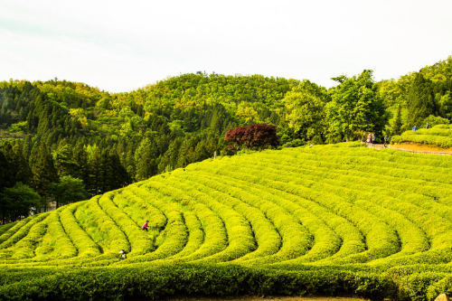 보성의 이름의 유래, 가을 음식, 대표 여행지