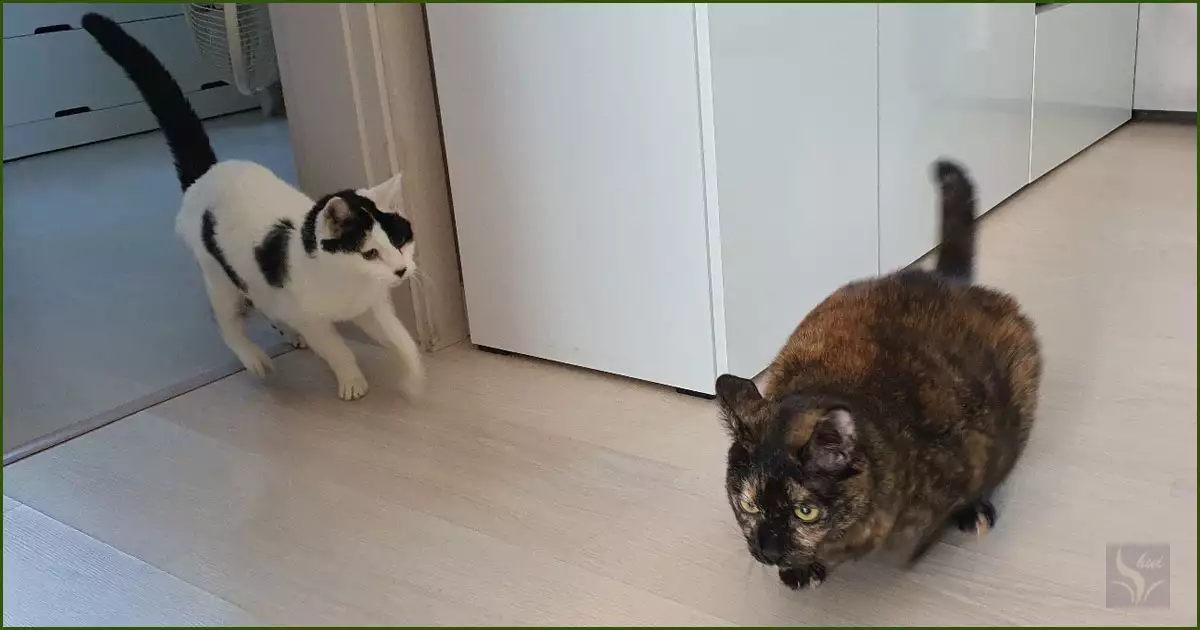 쫓고 쫓기는 호야와 다올이