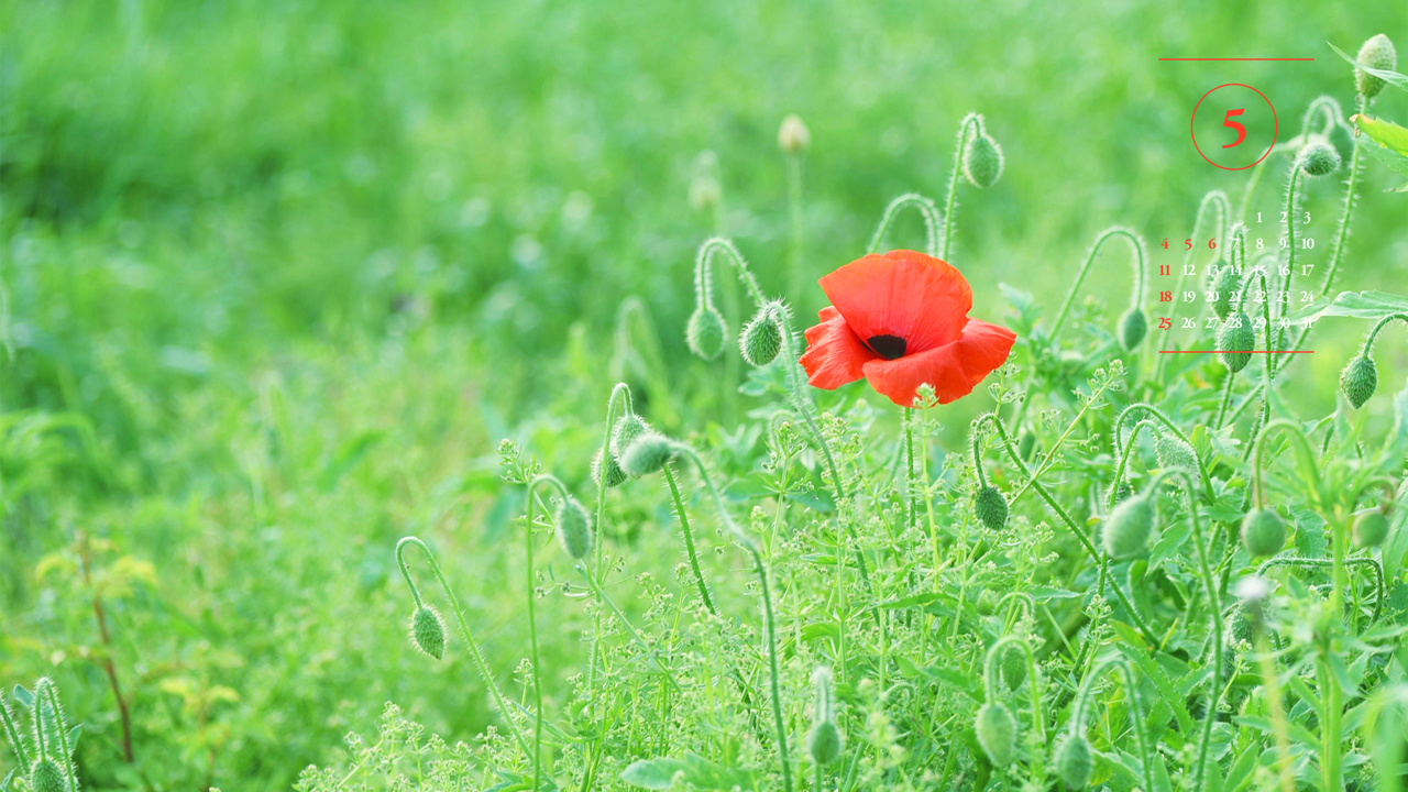 06 꽃양귀비 한송이 A - 2025년5월 노트북배경화면