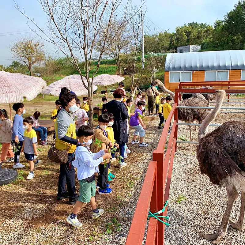 경남 함안 타조 농장 먹이주기, 퀴즈풀기, 알밟기, 교감하기 체험 가볼만한 곳 추천