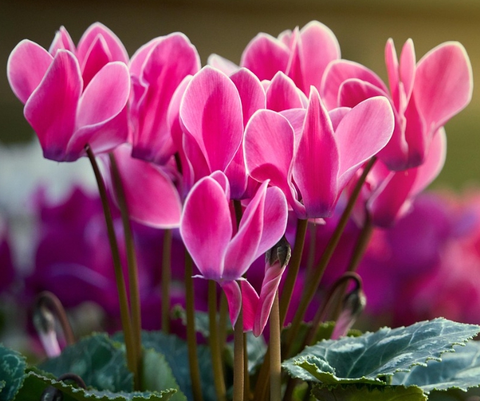 겨울 꽃 시클라멘