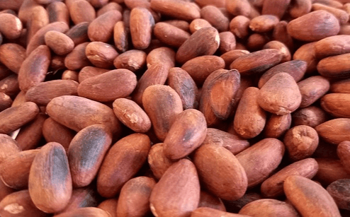 타원형의 갈색 카카오빈들이 한가득 쌓여있는데, 크기는 땅콩보다 3배 정도 크다.