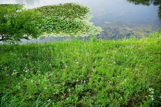 호수에 수련, 앞에는 풀밭 잡초,
