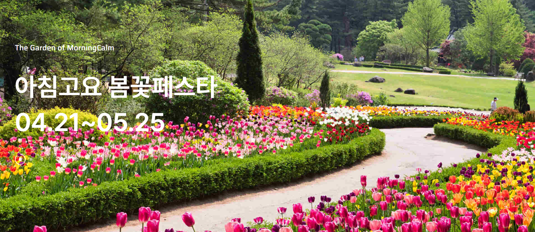 아침고요 봄꽃페스타 관련사진