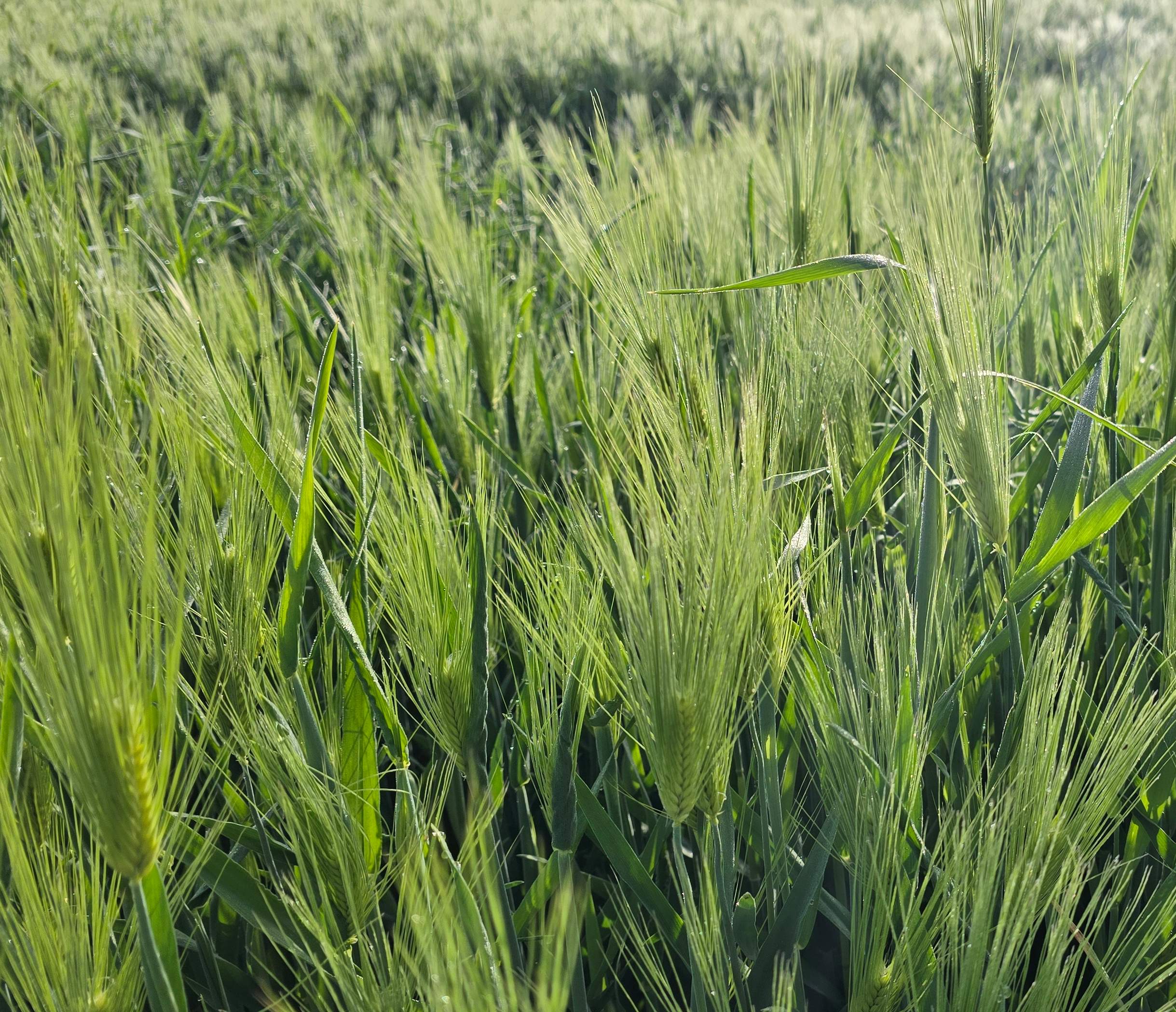 보리와 밀의 재배 방법 및 관리 방법