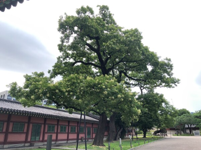 [정원수목]한옥 정원에 어울리는 한국 전통 수목 10가지