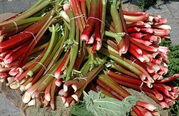 루바브 효능&amp;#44; 갱년기를 책임지는 필수 식품으로 알려져 있습니다.