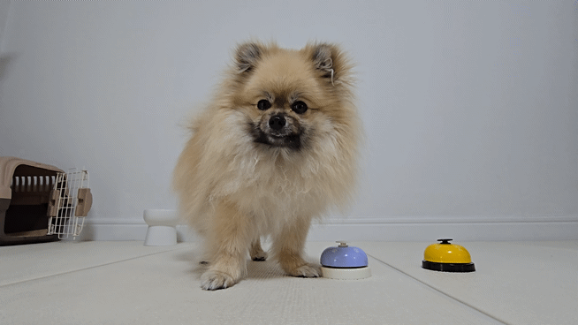 두 벨 중 파란색 벨을 누르는 강아지