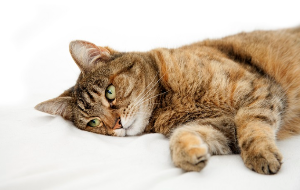 자고 있는 고양이