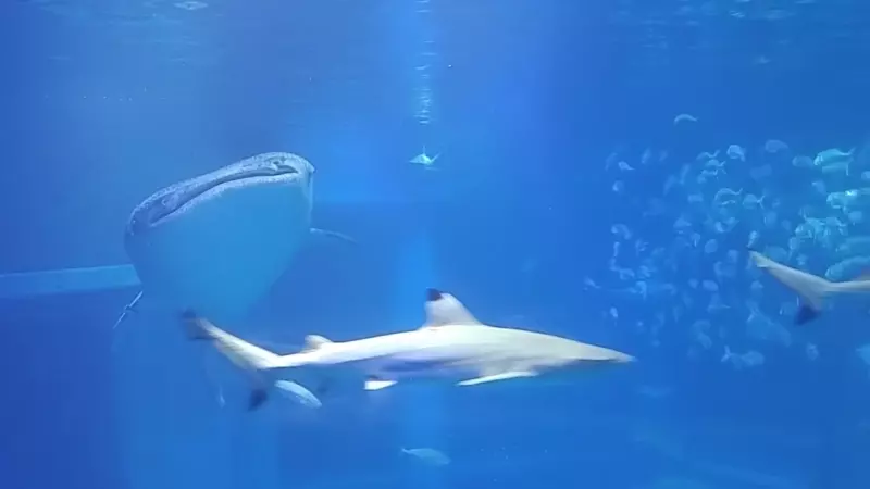 플래시 효과 활용법 완성본