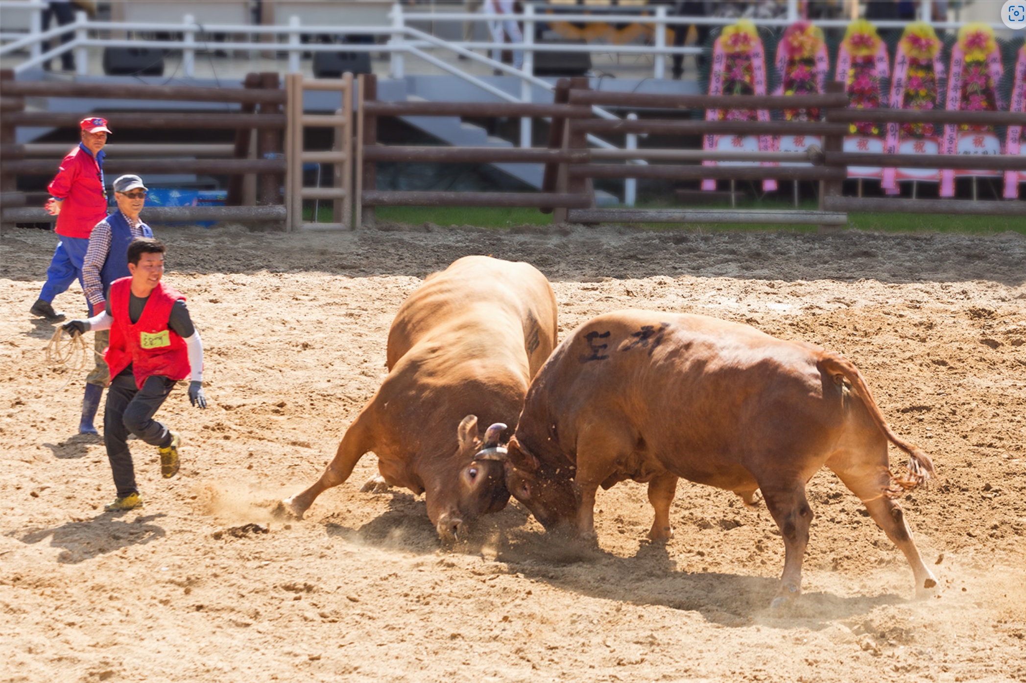 소싸움 민속놀이 사진