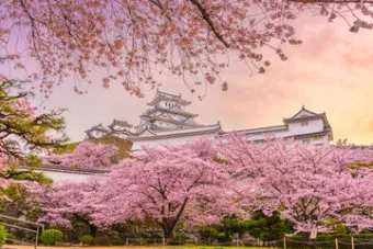 일본 벚꽃 명소 벚꽃 여행 개회시기 도쿄 벚꽃 축제_8