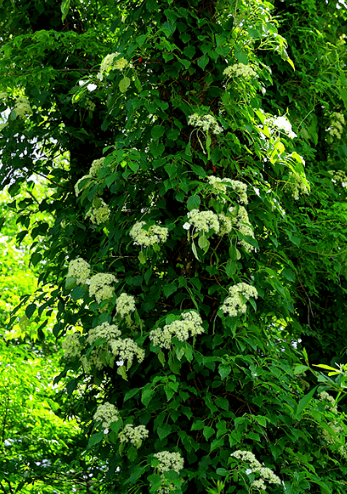 등수국 개화시기 꽃말 물주기 키우는법 알아보기