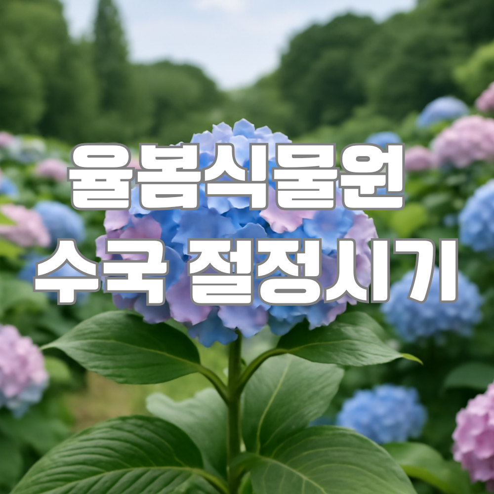 율봄식물원 수국 절정시기