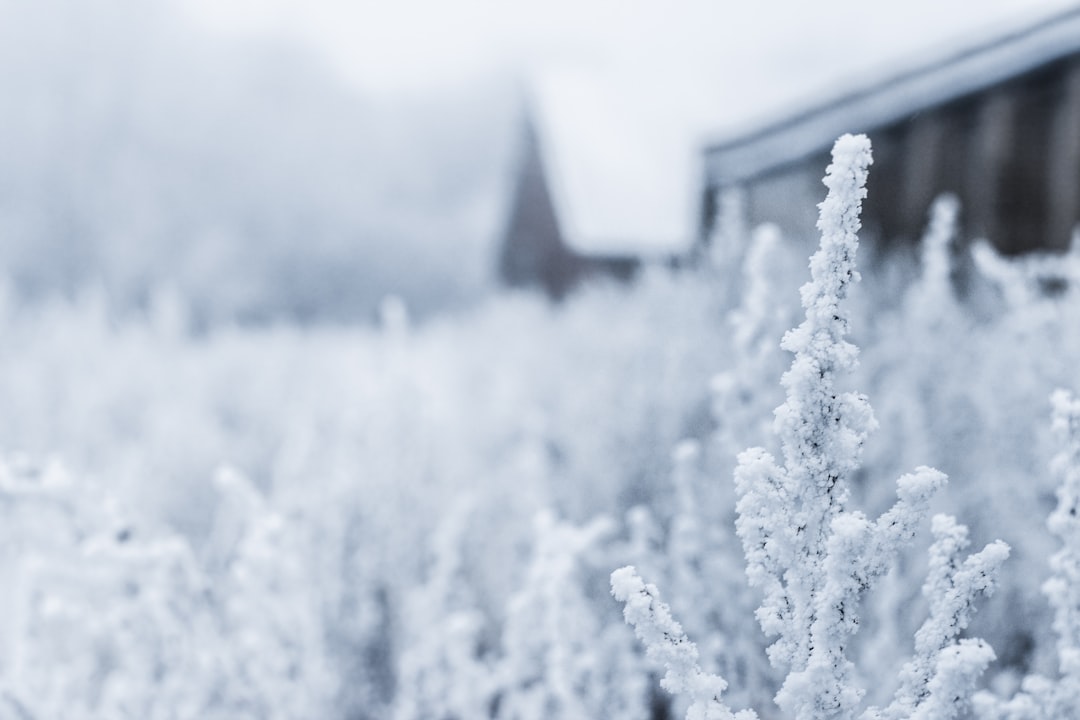 Frozen