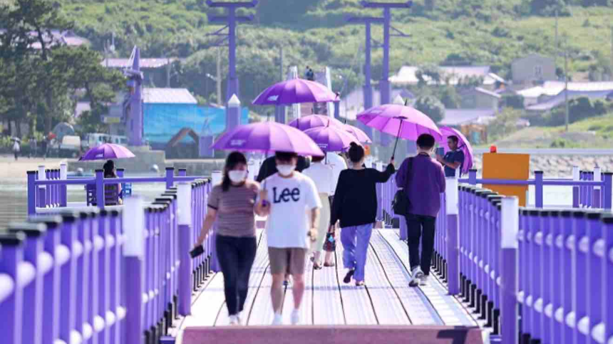 신안 퍼플섬 여행 가이드 - 보랏빛 낭만 속으로!