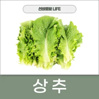 상추 물주는 시기 및 주의사항과 재배 노하우 정리_6