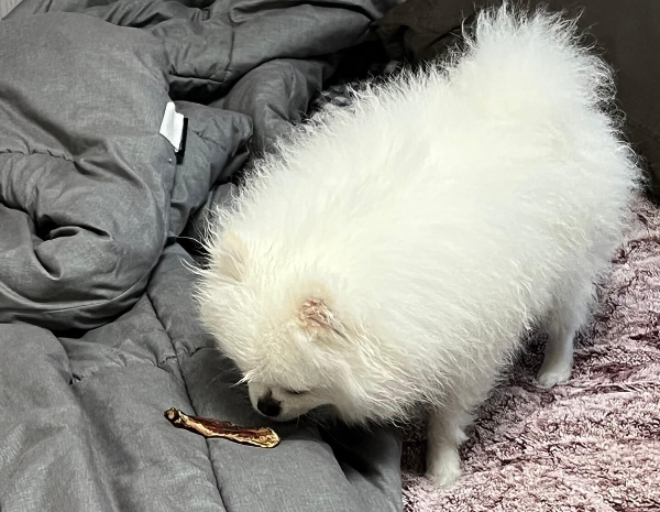 간식_먹는_강아지