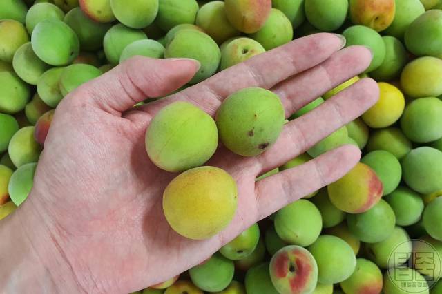 속이 편한 음식,장에 좋은 음식 매실,과민성대장증후군 치료 음식